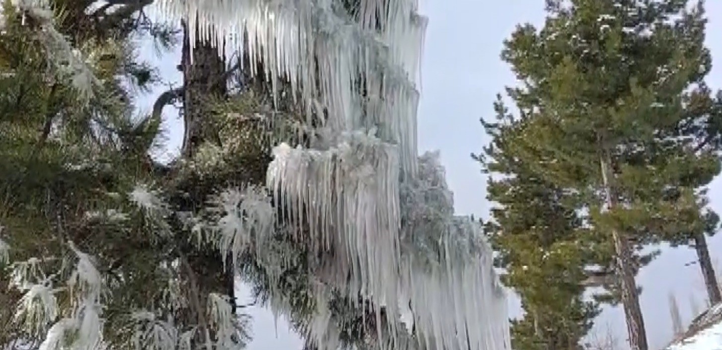 DALLARDAKİ BUZLAR METRELERCE AŞAĞIYA SARKTI