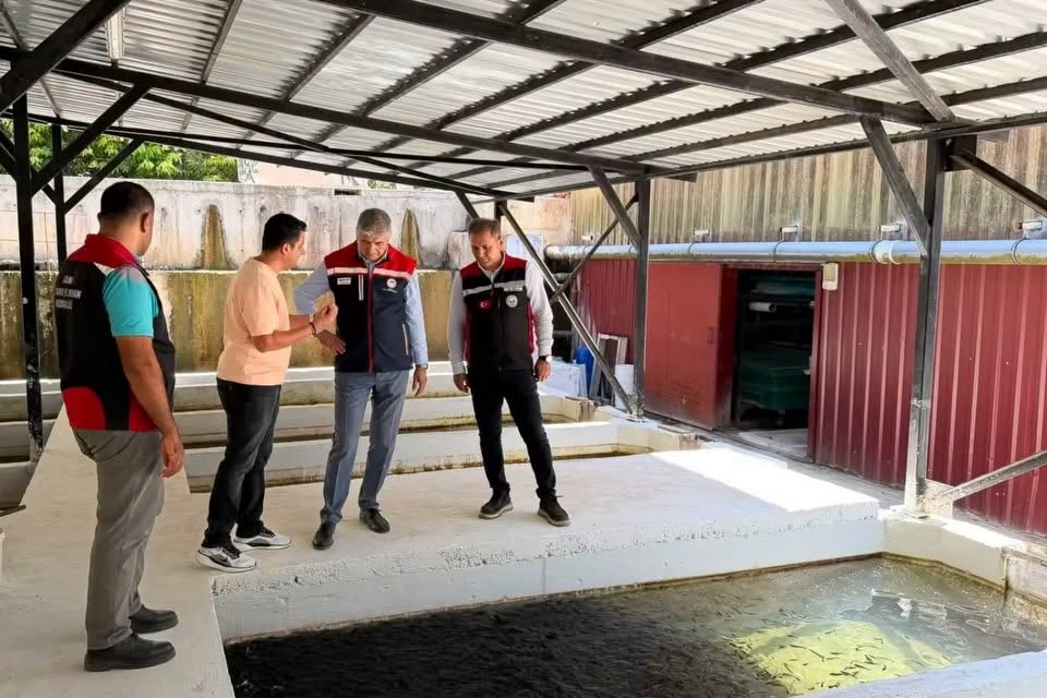 SOMON BALIĞI ÜRETİM TESİSİNDE İNCELEME 