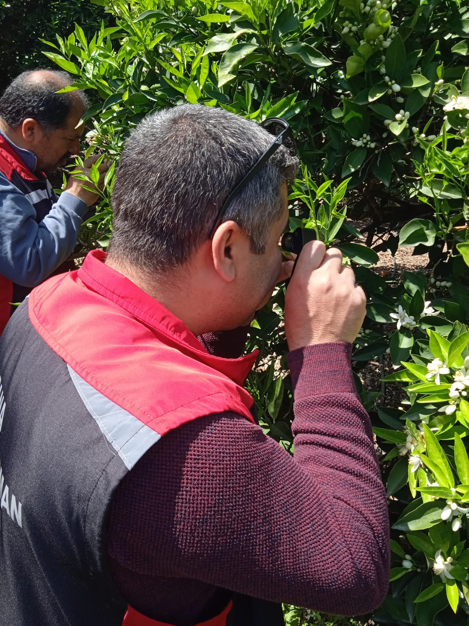 TARLADA KİMYASAL ZEHRE KARŞI BÖCEKLİ SAVUNMA